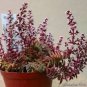 10 PCS Seeds Crassula Capitella Thyrsiflora Seeds Red Pagoda Succulent Bonsai