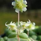 20 PCS Seeds Crassula Nemorosa Seeds Anti-radiation Succulent Plant