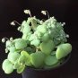 20 PCS Seeds Crassula Nemorosa Seeds Anti-radiation Succulent Plant