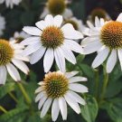 200 PCS Seeds Cream & Sugar Echinacea x hybrida Elegant Bloom Coneflower 200 PCS Seeds Cream & Sugar Echinacea x hybrida Elegant Bloom Coneflower