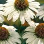 200 PCS Seeds Cream & Sugar Echinacea x hybrida Elegant Bloom Coneflower