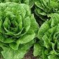 120 PCS Seeds Cream Lettuce Seeds Butter Head Little Gem Organic Natural Vegetable
