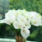 50 PCS Seeds Cream White Calla Lily (Zantedeschia aethiopica)