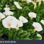 50 PCS Seeds Cream White Calla Lily (Zantedeschia aethiopica)
