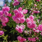 100 PCS Seeds Creepers Flowers Rosa,Polyantha Rose, Chinese Flower 100 PCS Seeds Creepers Flowers Rosa,Polyantha Rose, Chinese Flower