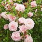 100 PCS Seeds Creepers Flowers Rosa,Polyantha Rose, Chinese Flower