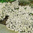100 PCS Seeds Creeping Thyme