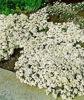 100 PCS Seeds Creeping Thyme