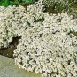 100 PCS Seeds Creeping Thyme