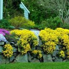 100 PCS Seeds Creeping Thyme