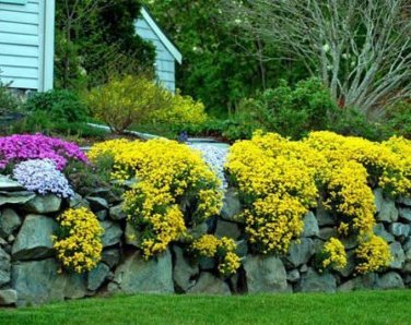 100 PCS Seeds Creeping Thyme