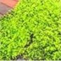 100 PCS Seeds Creeping Thyme