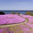 100 PCS Seeds Creeping Thyme