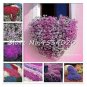200 PCS Seeds Creeping Thyme Bonsai Flower Plant Rock