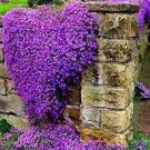100 PCS Seeds Creeping Thyme Bonsai or Blue Rock CRESS Garden