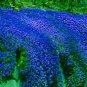 100 PCS Seeds Creeping Thyme Bonsai or Blue Rock CRESS Garden