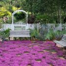 500 PCS Seeds Creeping Thyme Bonsai or Blue Rock CRESS Plant