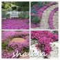 500 PCS Seeds Creeping Thyme Bonsai or Blue Rock CRESS Plant