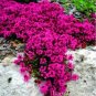 500 PCS Seeds Creeping Thyme Bonsai or Blue Rock CRESS Plant