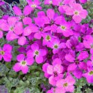 500 PCS Seeds Creeping Thyme Bonsai or Blue Rock CRESS Plant 500 PCS Seeds Creeping Thyme Bonsai or Blue Rock CRESS Plant