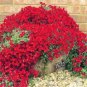 500 PCS Seeds Creeping Thyme Bonsai or Blue Rock CRESS Plant