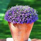 100 PCS Seeds Creeping Thyme Bonsai Seeds Purple Flowers