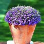 100 PCS Seeds Creeping Thyme Bonsai Seeds Purple Flowers