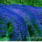 500 PCS Seeds Creeping Thyme Bonsai or Blue Rock CRESS Plant