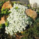 500 PCS Seeds Creeping Thyme Bonsai or Blue Rock CRESS Plant 500 PCS Seeds Creeping Thyme Bonsai or Blue Rock CRESS Plant