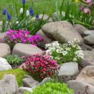 500 PCS Seeds Creeping Thyme Bonsai or Blue Rock CRESS Plant 500 PCS Seeds Creeping Thyme Bonsai or Blue Rock CRESS Plant