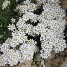 100 PCS Seeds Creeping Thyme Bonsai or Blue Rock CRESS Plant