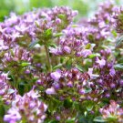 100 PCS Seeds Creeping Thyme Bonsai or Multi-Color Rock CRESS Plant