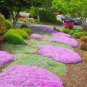 100 PCS Seeds Creeping Thyme Bonsai or Multi-Color Rock CRESS Plant