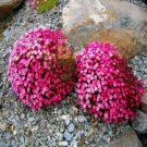 100 PCS Seeds Creeping Thyme Bonsai or Multi-Color Rock CRESS Plant Perennial Flower 100 PCS Seeds Creeping Thyme Bonsai or Multi-Color Rock CRESS Plant Perennial Flower