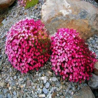 100 PCS Seeds Creeping Thyme Bonsai or Multi-Color Rock CRESS Plant Perennial Flower