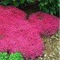 100 PCS Seeds Creeping Thyme Bonsai or Multi-Color Rock CRESS Plant Perennial Flower