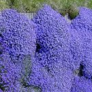 300 PCS Seeds Creeping Thyme Bonsai,Rare Color Rock CRESS Plant 300 PCS Seeds Creeping Thyme Bonsai,Rare Color Rock CRESS Plant