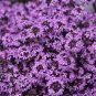 300 PCS Seeds Creeping Thyme Bonsai,Rare Color Rock CRESS Plant