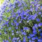 100 PCS Seeds Creeping Thyme Mixed Purple White Rose Pink Blue Colors