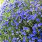 100 PCS Seeds Creeping Thyme Mixed Purple White Rose Pink Blue Colors