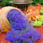 100 PCS Seeds Creeping Thyme Mixed Purple White Rose Pink Blue Colors