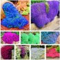 100 PCS Seeds Creeping Thyme Mixed Purple White Rose Pink Blue Colors