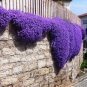 100 PCS Seeds Creeping Thyme Mixed Purple White Rose Pink Blue Colors