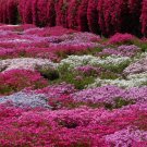 100 PCS Seeds Creeping Thyme Rock Cress Perennial Ground Cover Flower Pink Red Colors 100 PCS Seeds Creeping Thyme Rock Cress Perennial Ground Cover Flower Pink Red Colors