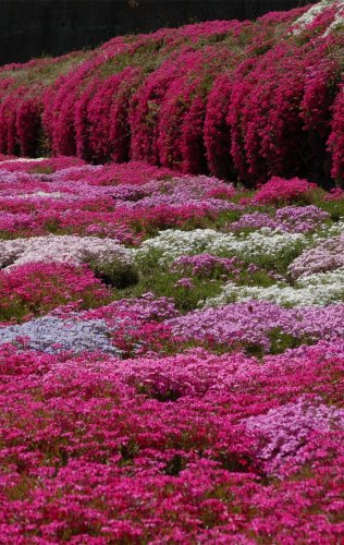 100 PCS Seeds Creeping Thyme Rock Cress Perennial Ground Cover Flower Pink Red Colors