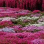 100 PCS Seeds Creeping Thyme Rock Cress Perennial Ground Cover Flower Pink Red Colors