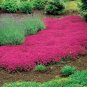 100 PCS Seeds Creeping Thyme Rock Cress Perennial Ground Cover Flower Pink Red Colors