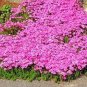 100 PCS Seeds Creeping Thyme Rock Cress Perennial Ground Cover Flower Pink Red Colors
