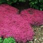 100 PCS Seeds Creeping Thyme Rock Cress Perennial Ground Cover Flower Pink Red Colors
