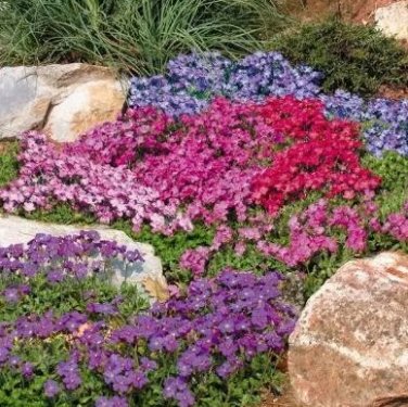 100 PCS Seeds Creeping Thyme Seeds Or Blue ROCK CRESS